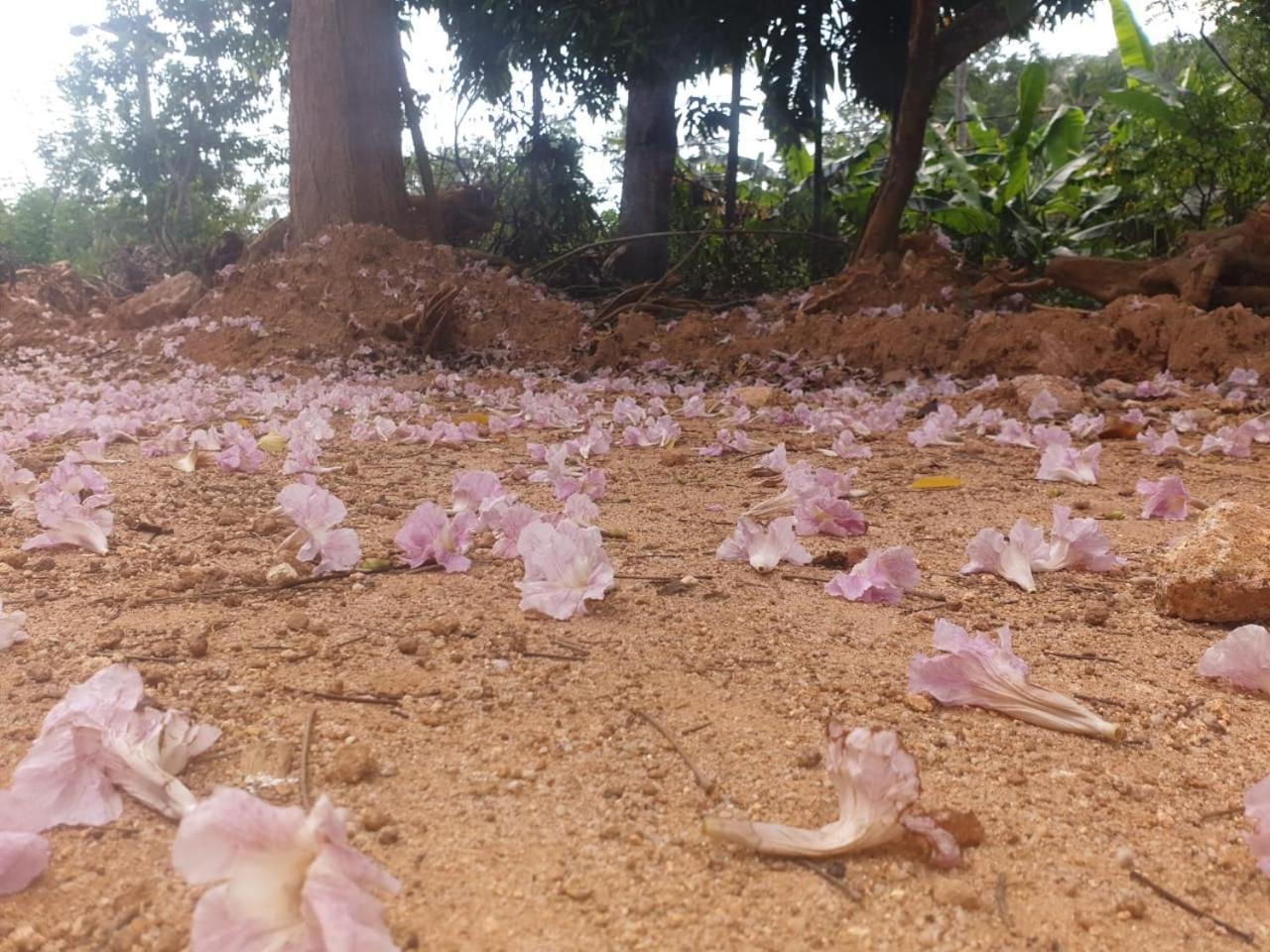 Dillenia Canopy มิริสซา ภายนอก รูปภาพ