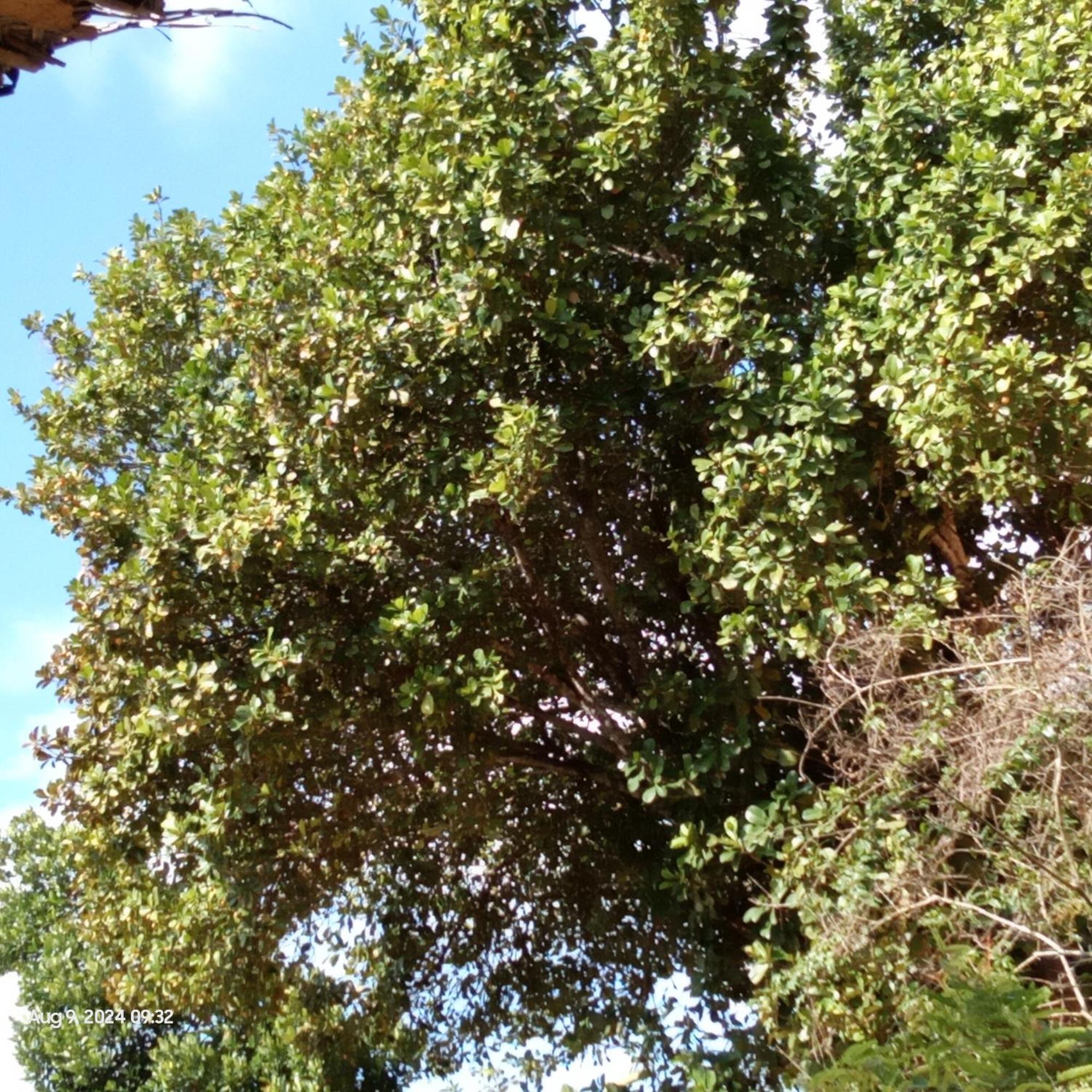 Dillenia Canopy มิริสซา ภายนอก รูปภาพ